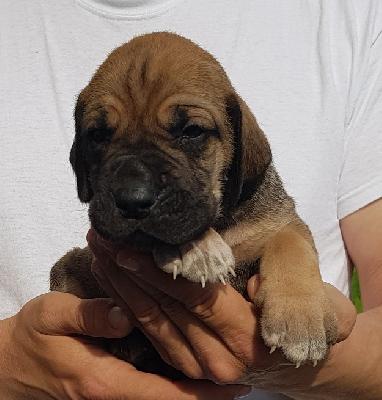 Quitte Vom Hause Wagner