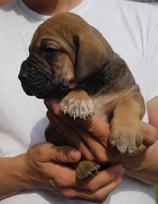 Quitte Vom Hause Wagner