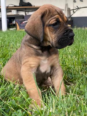 Quitte Vom Hause Wagner