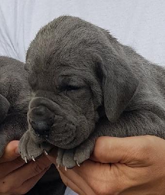 Quasselstrippe Vom Hause Wagner