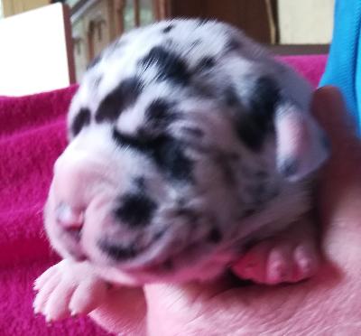 Sirikit VOM KÖNIGSLAND