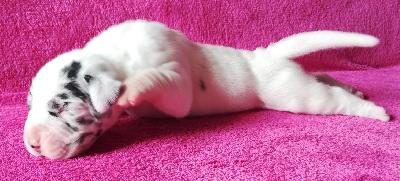 Soraya VOM KÖNIGSLAND