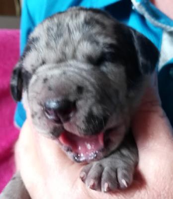 Symphonie VOM KÖNIGSLAND