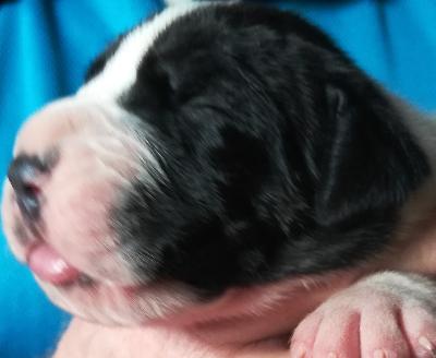 Supernova VOM KÖNIGSLAND