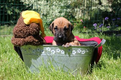 Rizzo Jr. vom ALTRANSTÄDTER Schloß