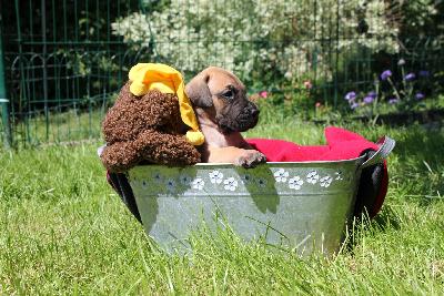 Reginald vom ALTRANSTÄDTER Schloß