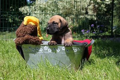 Rantanplan vom ALTRANSTÄDTER Schloß