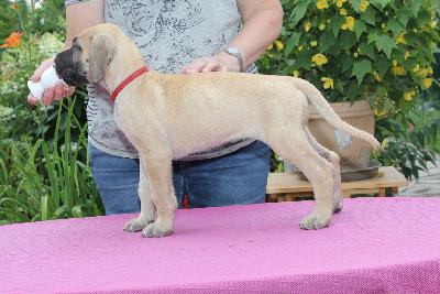 Rosalie vom ALTRANSTÄDTER Schloß