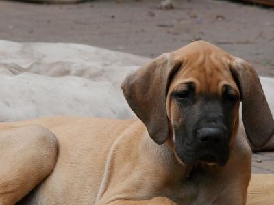 Ronja vom ALTRANSTÄDTER Schloß