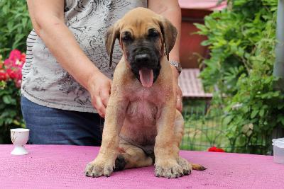Roosje vom ALTRANSTÄDTER Schloß