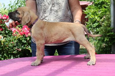 Roosje vom ALTRANSTÄDTER Schloß