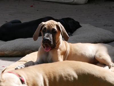 Roosje vom ALTRANSTÄDTER Schloß