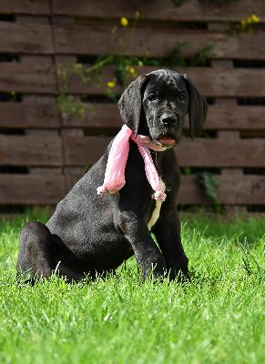 Genovia vom Stolzen-Hain