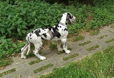 Konfetti Of Love Generation