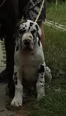 Konfetti Of Love Generation