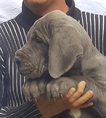 Robert Vom Hause Wagner