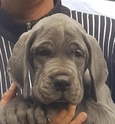 Robert Vom Hause Wagner