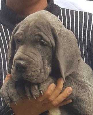 Robert Vom Hause Wagner