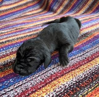 Carolan vom Ostseefjord