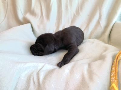 Carolan vom Ostseefjord