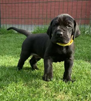 Carolan vom Ostseefjord