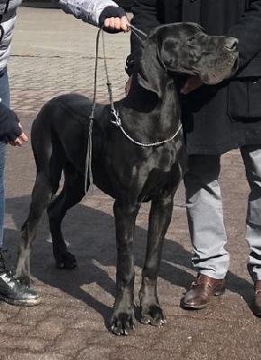 Carolan vom Ostseefjord