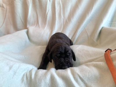 Cobinian vom Ostseefjord