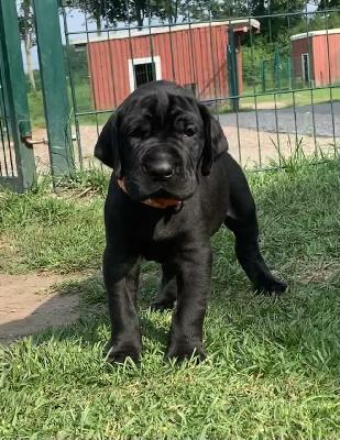 Cobinian vom Ostseefjord