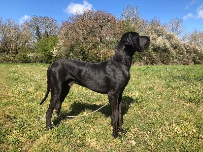 Cobinian vom Ostseefjord