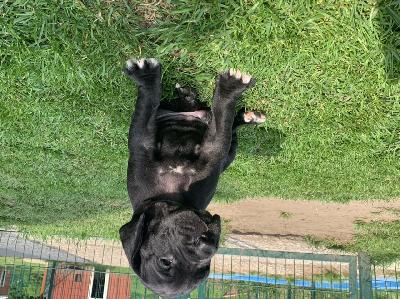 Casimir vom Ostseefjord