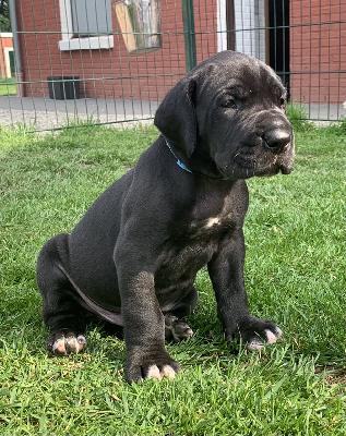 Casimir vom Ostseefjord