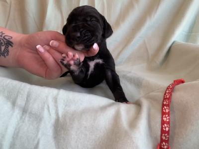 Cadis vom Ostseefjord