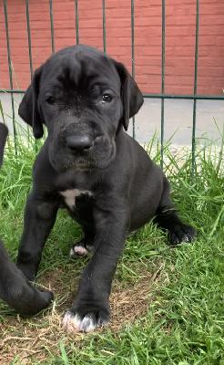 Cadis vom Ostseefjord