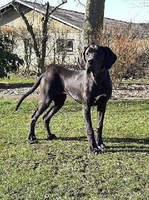 Cadis vom Ostseefjord