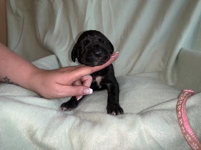 Callas vom Ostseefjord