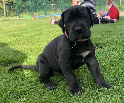 Callas vom Ostseefjord