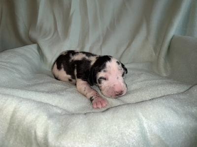 Celes vom Ostseefjord