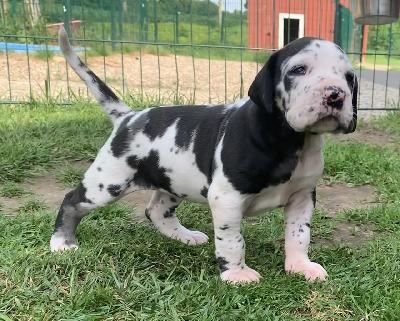 Celes vom Ostseefjord