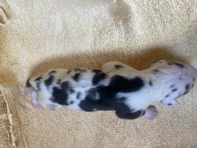 Dieter Von Schlesien