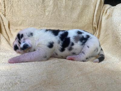 Dieter Von Schlesien