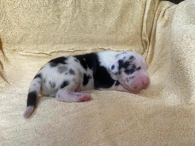 Dieter Von Schlesien