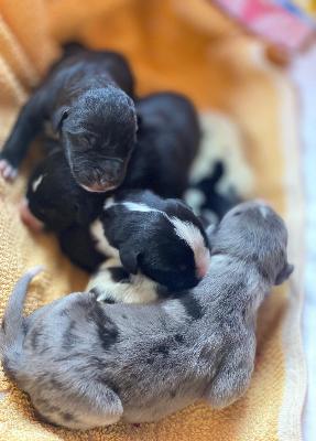 Dionysius Von Schlesien