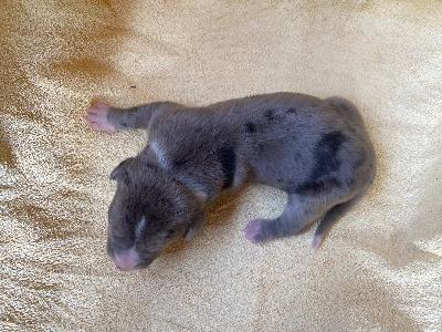 Dionysius Von Schlesien