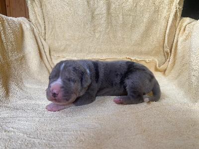 Dionysius Von Schlesien