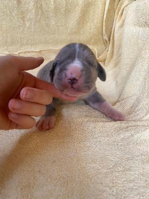 Dionysius Von Schlesien