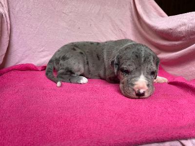 Dionysius Von Schlesien