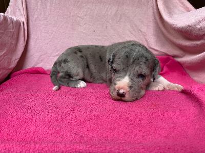 Dionysius Von Schlesien