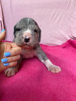 Dionysius Von Schlesien