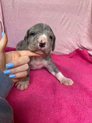 Dionysius Von Schlesien