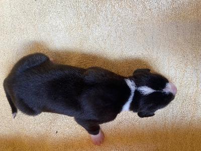 D-Tadgh Denise Von Schlesien